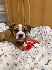 BK-Schlander-20260217-7-200