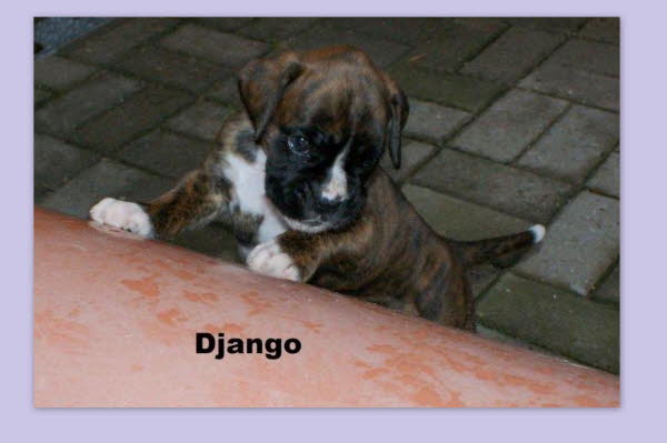 Django - vergeben